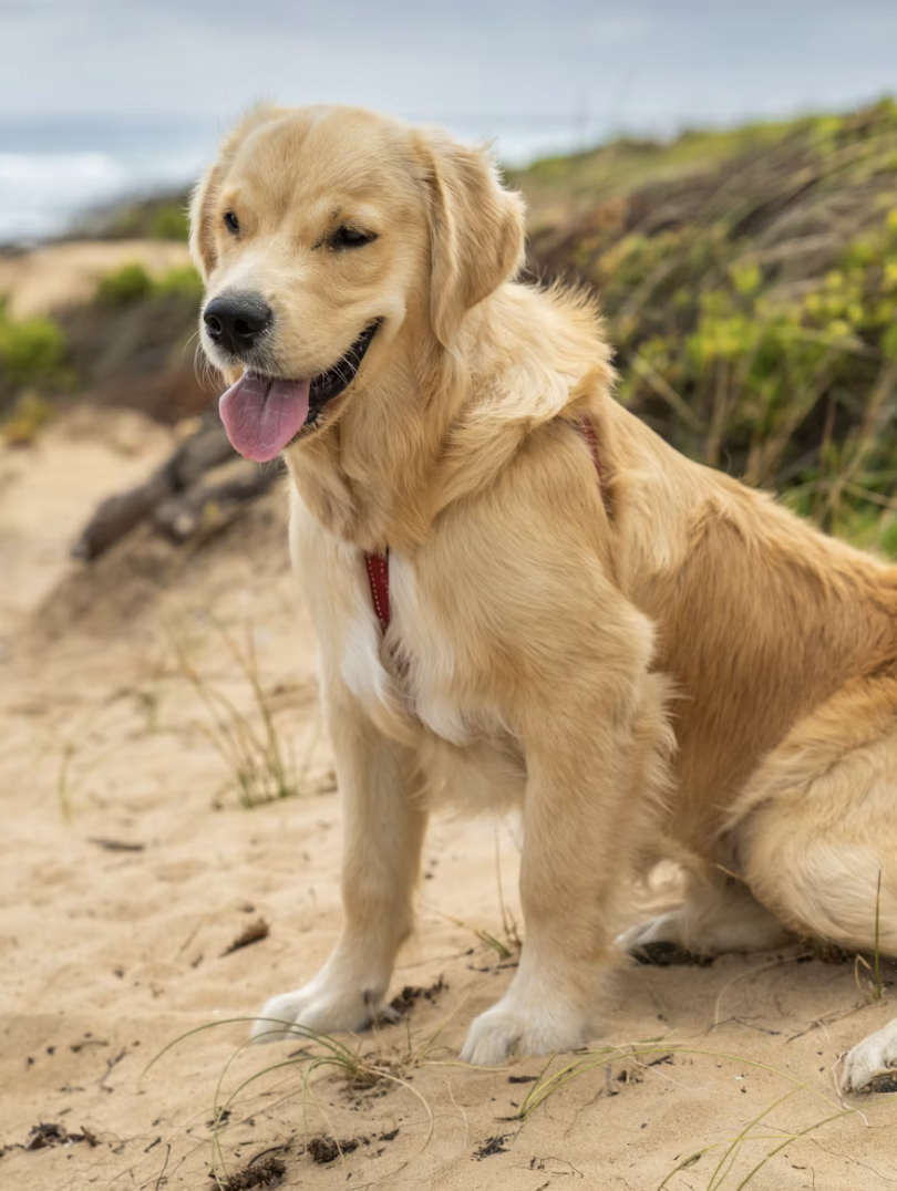 A white Labrador with its owner